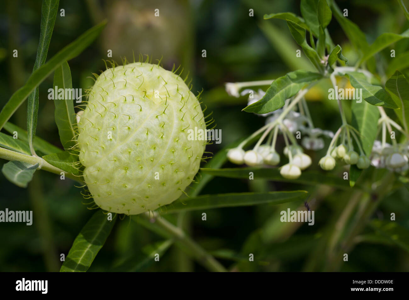 Ballon-Pflanze (Asclepias Physocarpa) Stockfoto