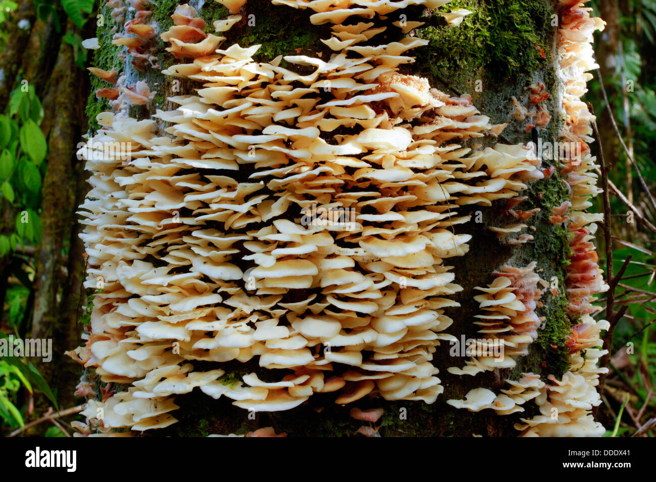 Halterung Pilze wachsen auf einem toten Baum im Regenwald von Ecuador Stockfoto