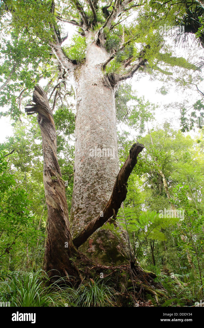 Agathis Australis - Native New Zealand Kauri-Baum Stockfoto