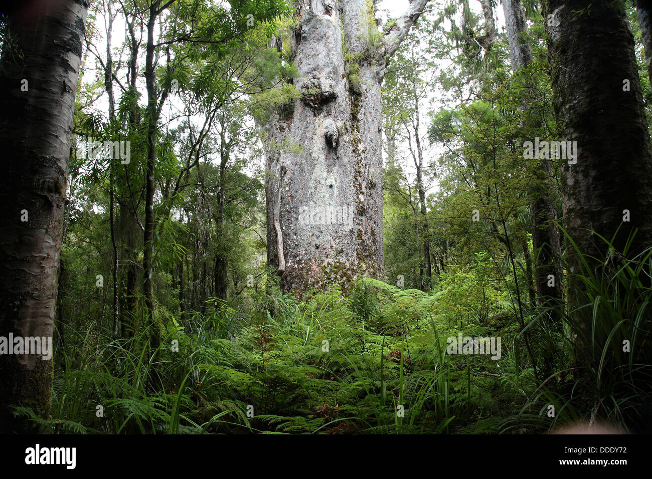 Agathis Australis - Native New Zealand Kauri-Baum Stockfoto