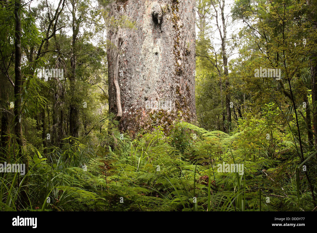 Agathis Australis - Native New Zealand Kauri-Baum Stockfoto