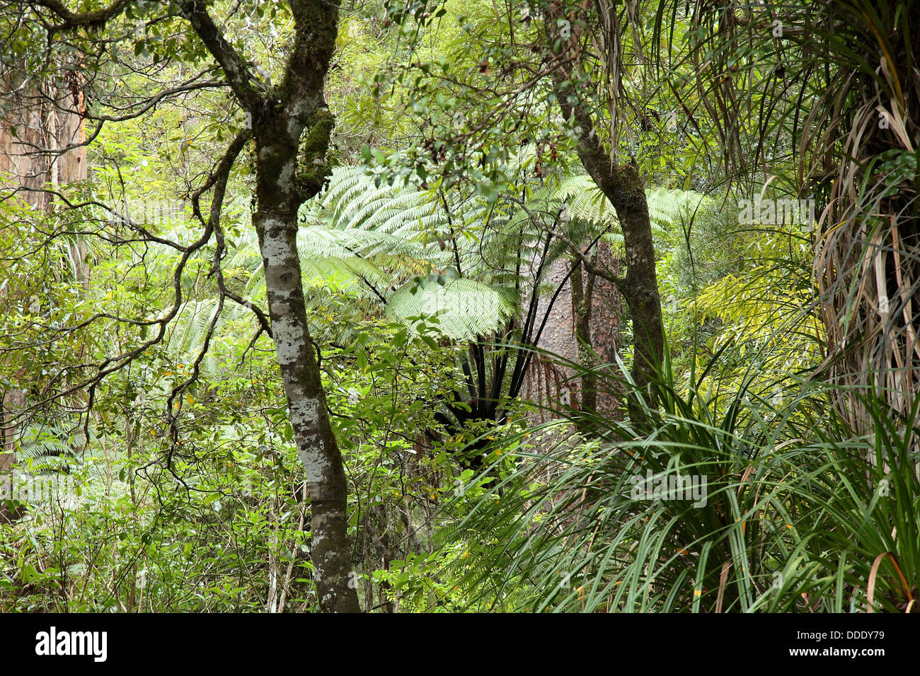 Cyathea Medullaris Baumfarn im Kauri Forest of New Zealand Stockfoto