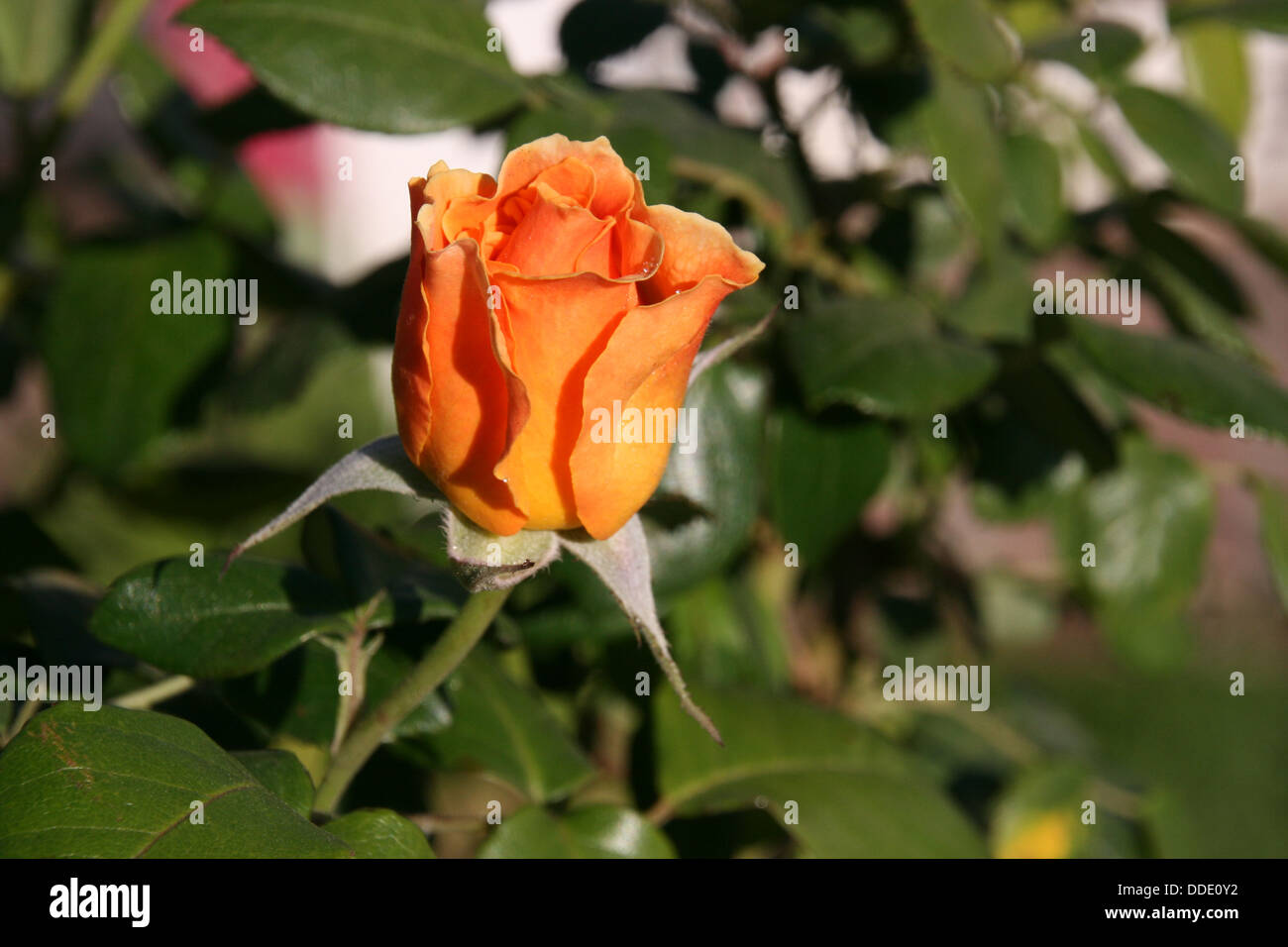 Gelb Orange Rosebud Stockfoto