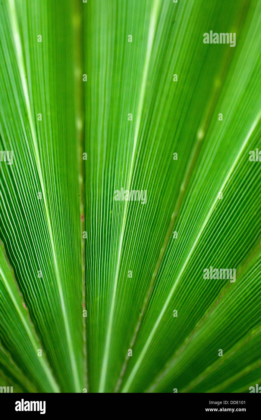 Fächerpalme Stockfoto