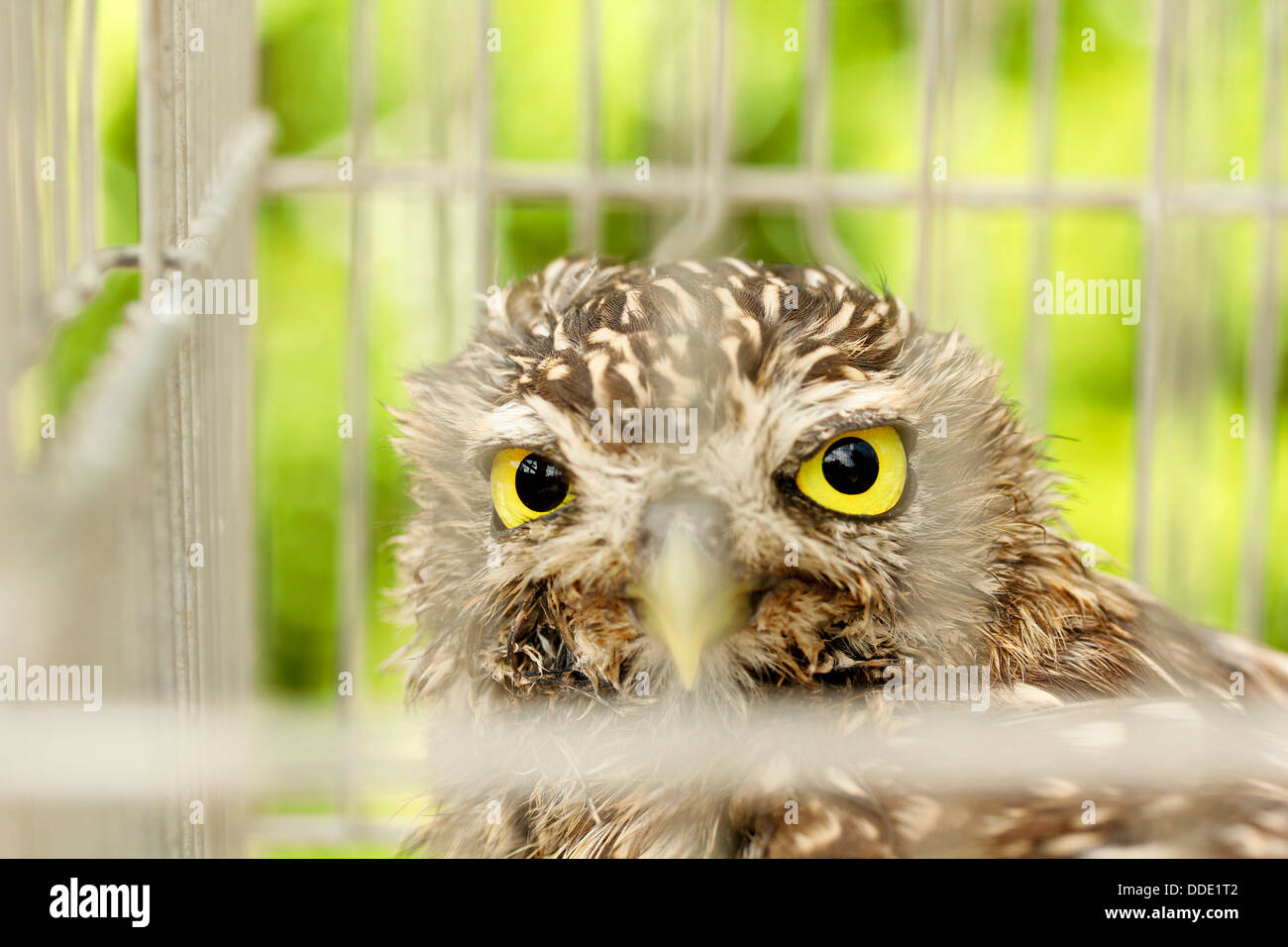 Kleine Eule. Athene Noctua. Stockfoto