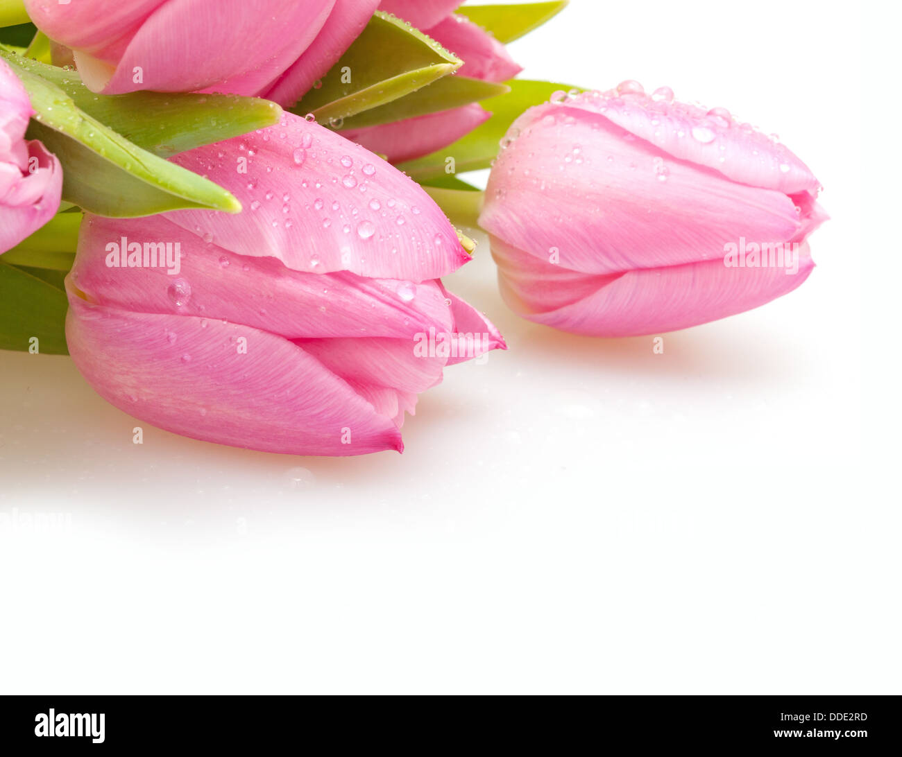 Bouquet von rosa Tulpen auf weißem Hintergrund Stockfoto