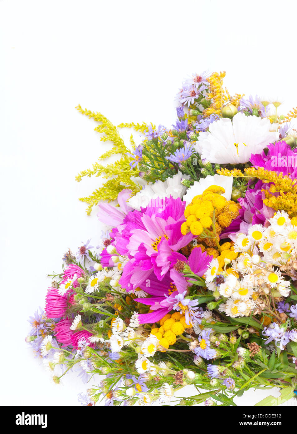 Bouquet von wilden Sommerblumen auf weißem Hintergrund Stockfoto