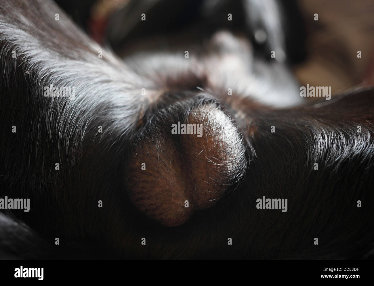 Die HundeHoden Stockfotografie Alamy