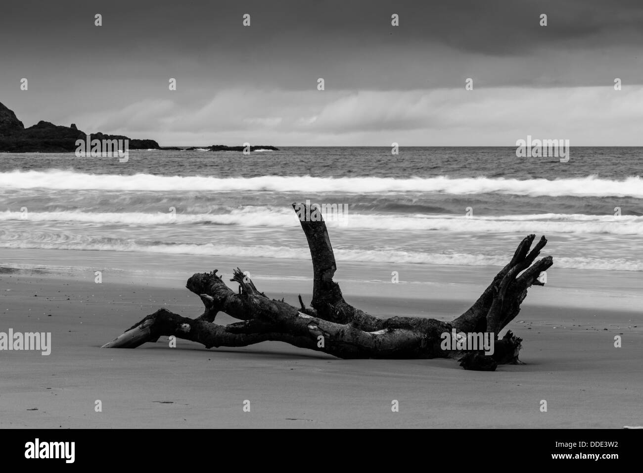 Treibholz am North Antrim Strand ähnelt einer schwimmen oder liegen humanoiden Figur. Schwarz-Weiß-Konvertierung Stockfoto