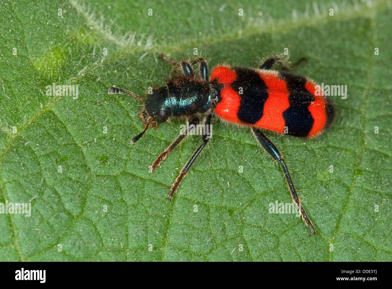 Biene-Käfer, Biene Wolf, Biene-Käfer, Biene-Wolf, Bienenkäfer, Immenkäfer, Immenwolf, Bienenwolf, Trichodes Apiarius Stockfoto