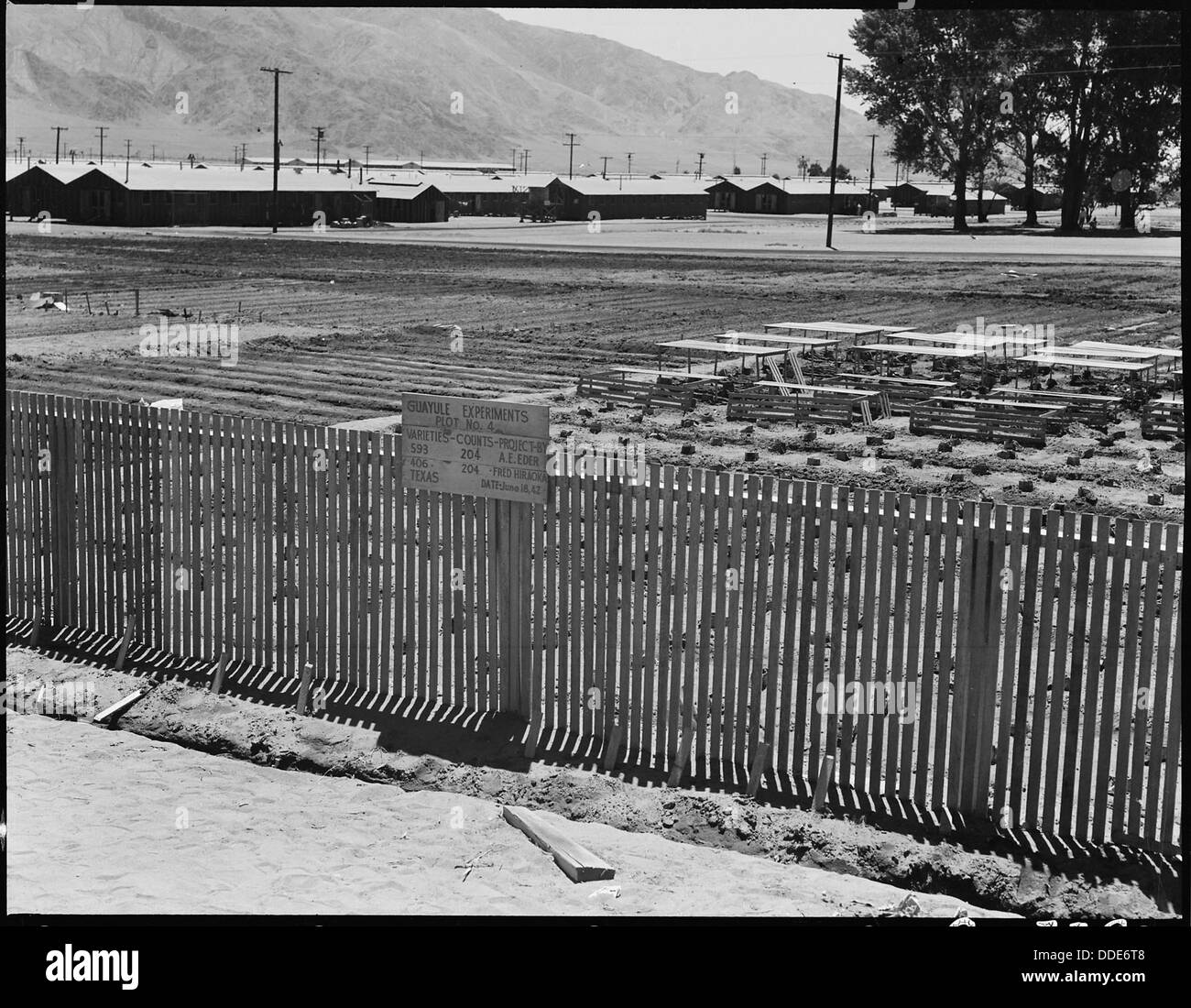 Manzanar Relocation Center, Manzanar, Kalifornien. Offenen wachsende Bett für Guayule-Pflanzen. Grundstück 4 t... 538022 Stockfoto