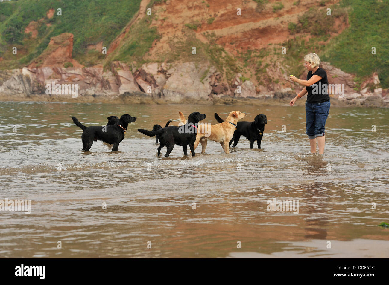 Labradore und ihre Besitzer spielen am Strand Stockfoto