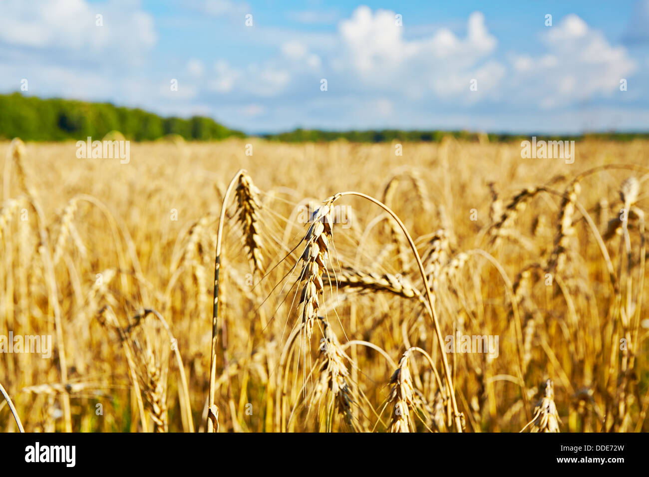 Gold Weizen Feld, Wald und blauer Himmel. Selektiven Fokus Stockfoto