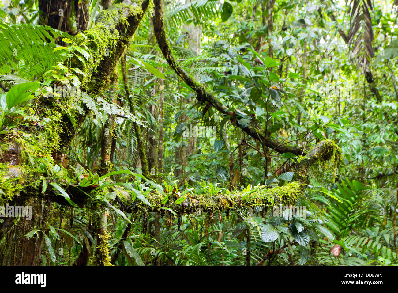 Epiphyten (Farne und Moose) wächst auf Zweigen im Regenwald Innenraum, Ecuador Stockfoto