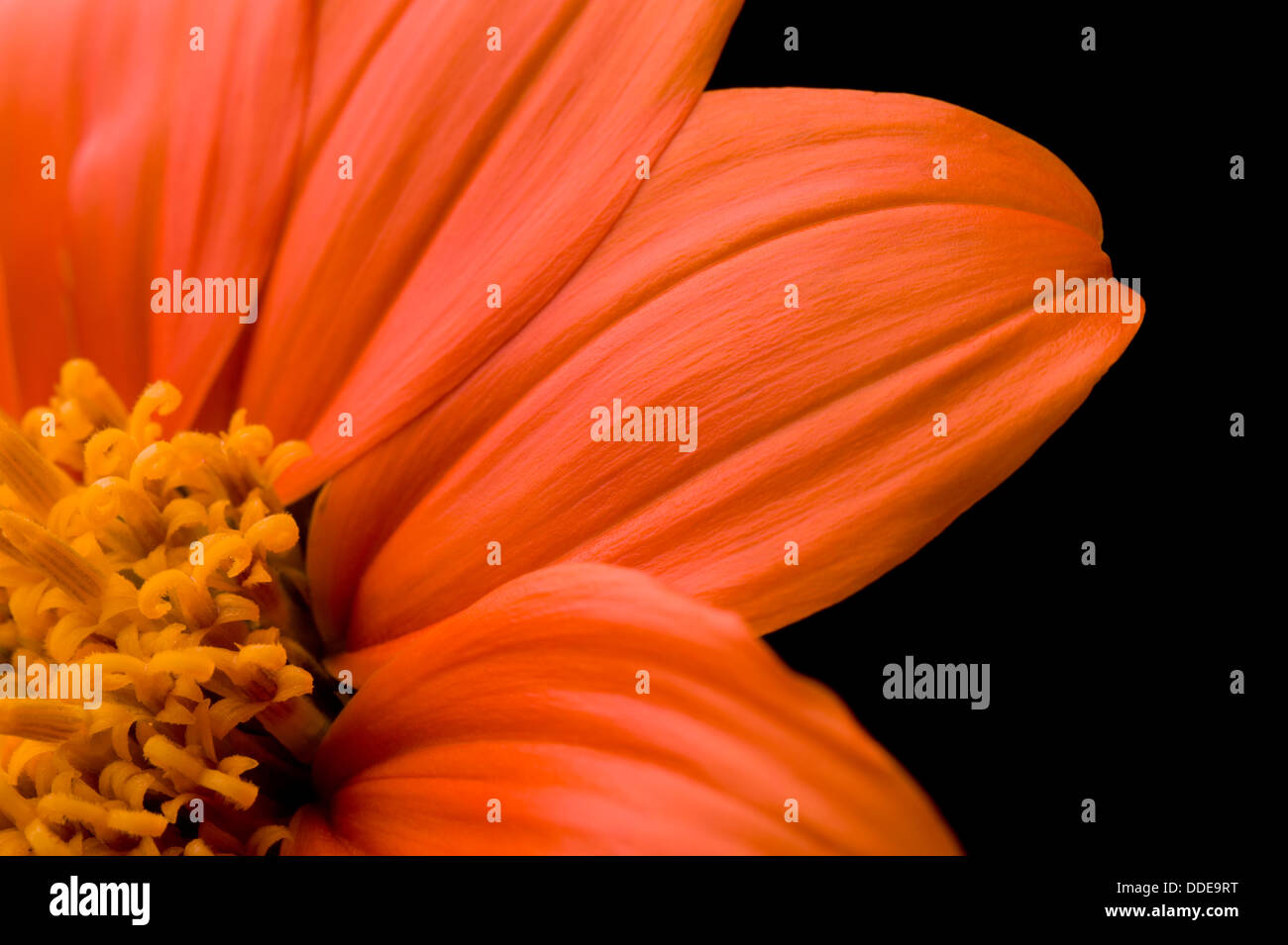 Tithonia Rotundifolia, mexikanische Sonnenblume. Stockfoto