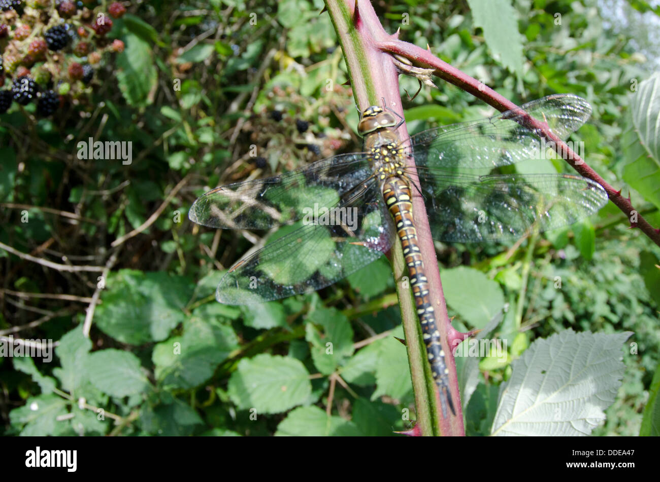 Migrationshintergrund Hawker, Aeshna mixta Stockfoto