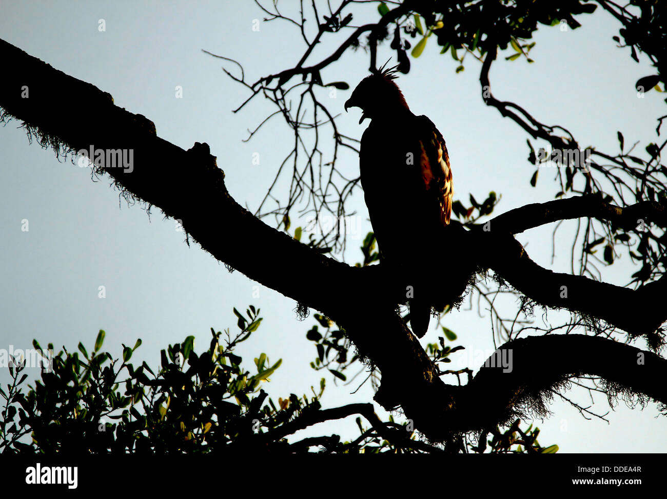 Crested Hawk-Eagle (Nisaetus Cirrhatus) in der Silhouette auf Ast, Yala-Nationalpark, Sri Lanka Stockfoto