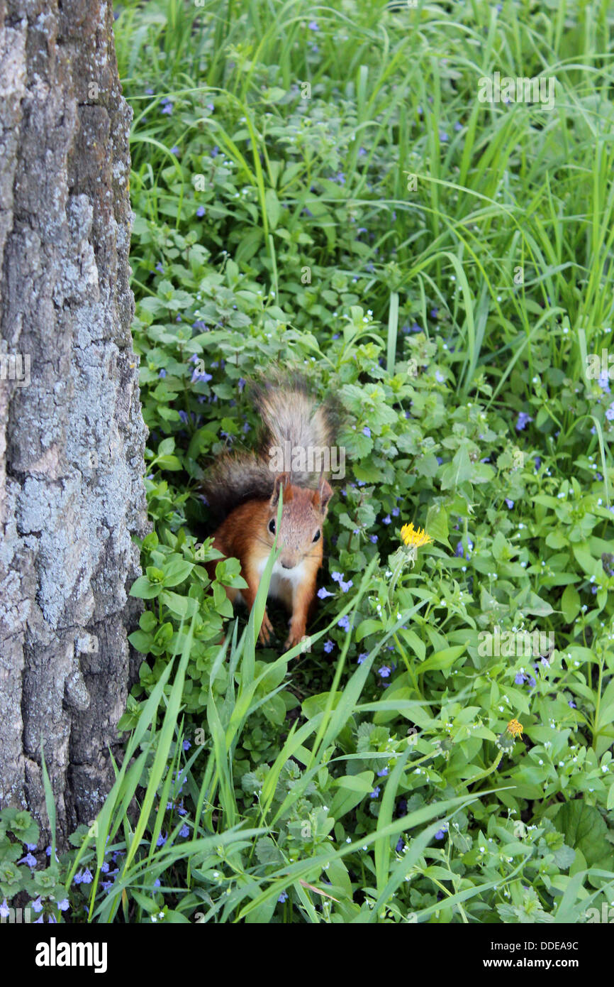 Bild von Eichhörnchen in den grünen Büschen im park Stockfoto