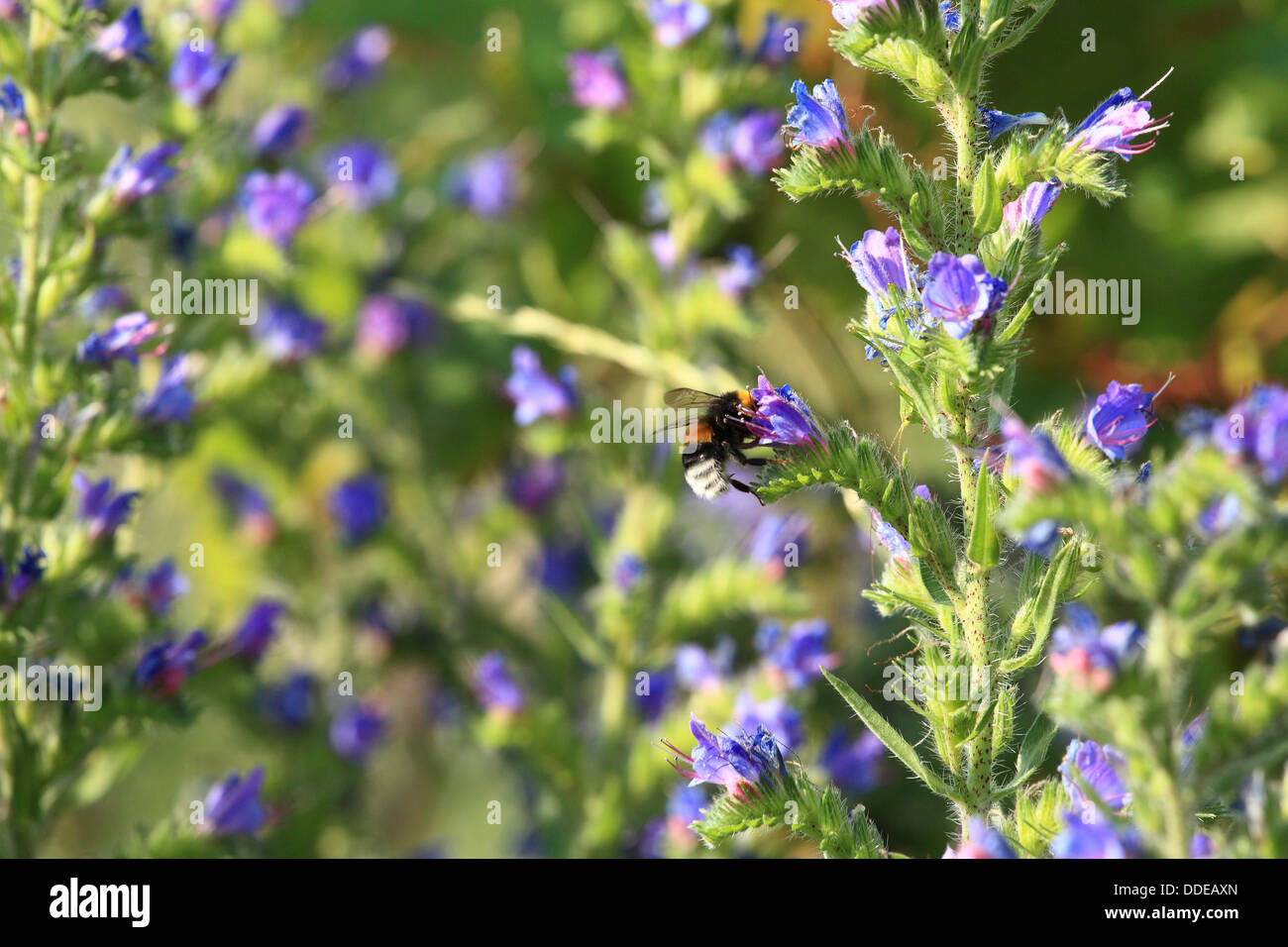 Hummel über Viper's Bugloss (Blueweed), Echium Vulgare Nektar zu sammeln. Ort: Männliche Karpaty, Slowakei. Stockfoto