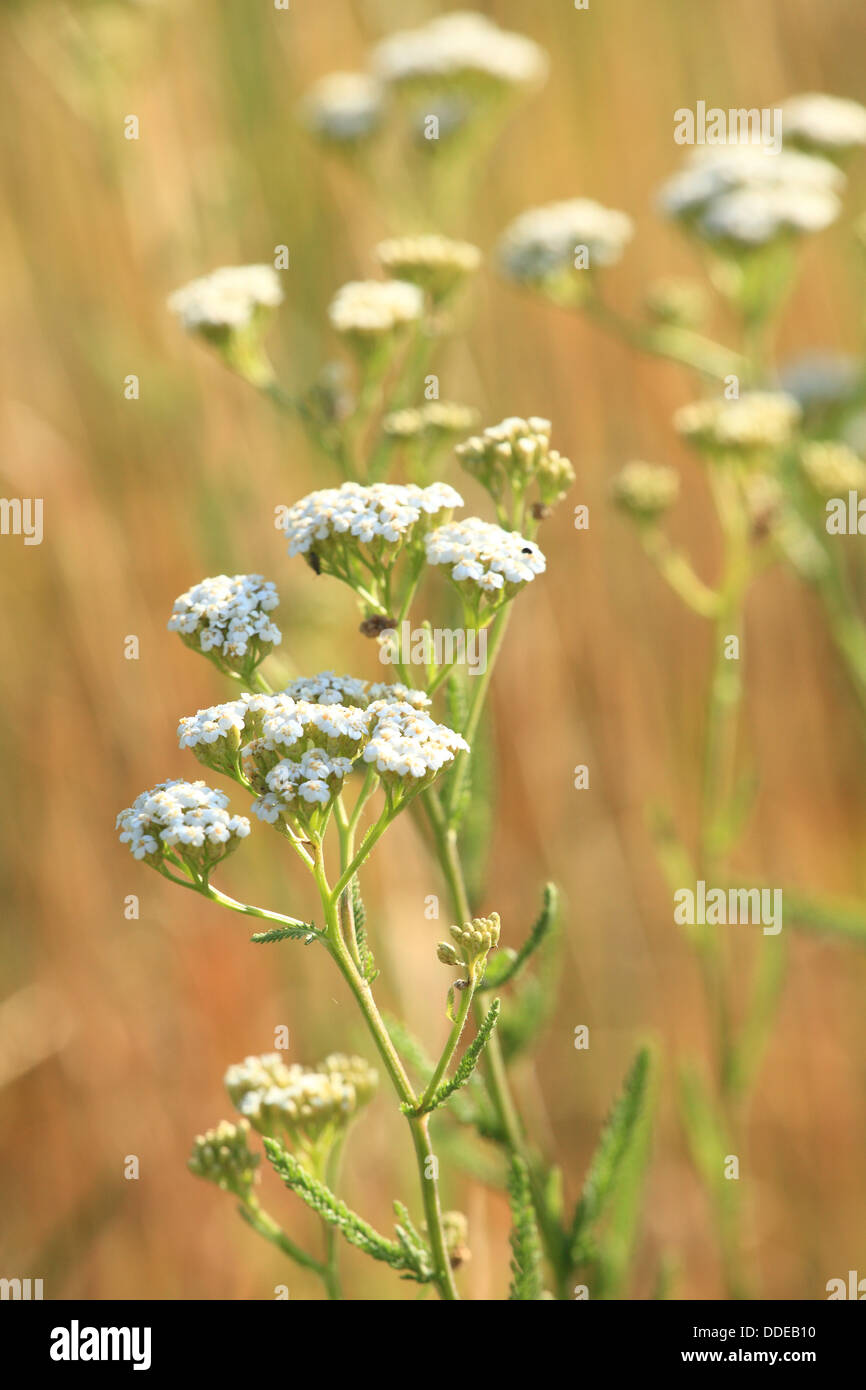 Weiße Blüten von gemeinsamen Schafgarbe (Achillea Millefolium). Ort: Männliche Karpaty, Slowakei. Stockfoto