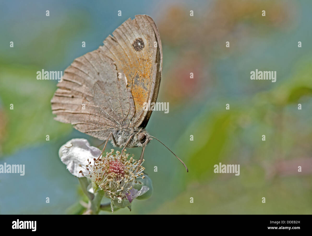 Wiese braun-Maniola Jurtina Schmetterling. UK Stockfoto