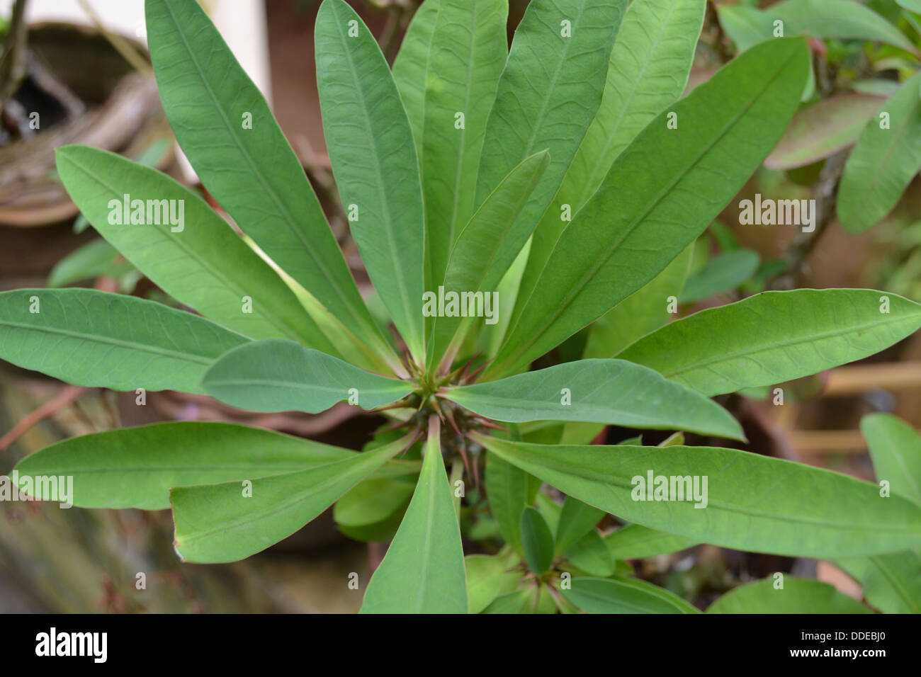 grüne Blätter Blatt Pflanze Stockfoto