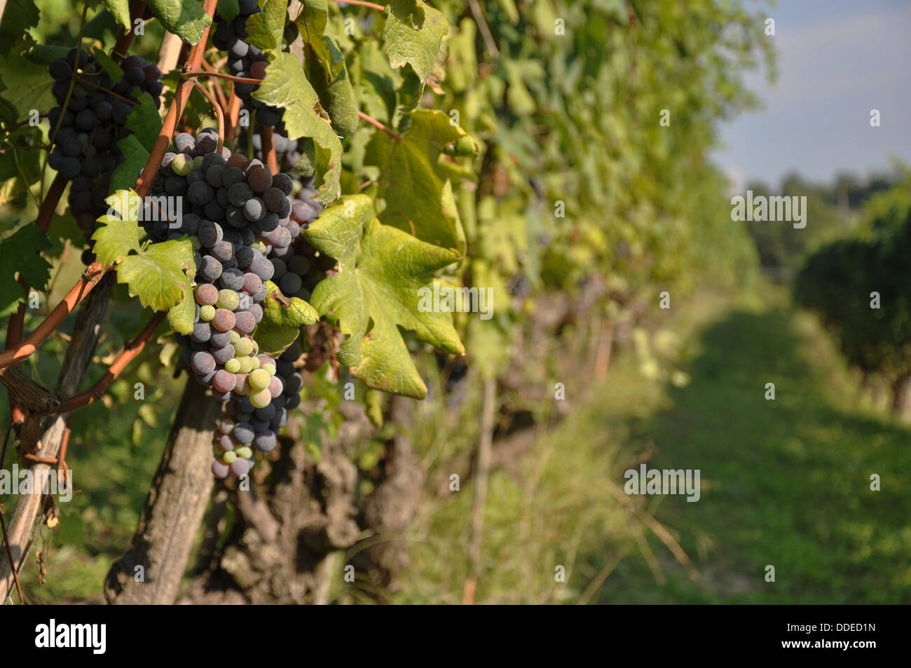 Reife Trauben auf Weinreben bereit für die Ernte in der Region Piemont (Piemonte) in Norditalien. Stockfoto