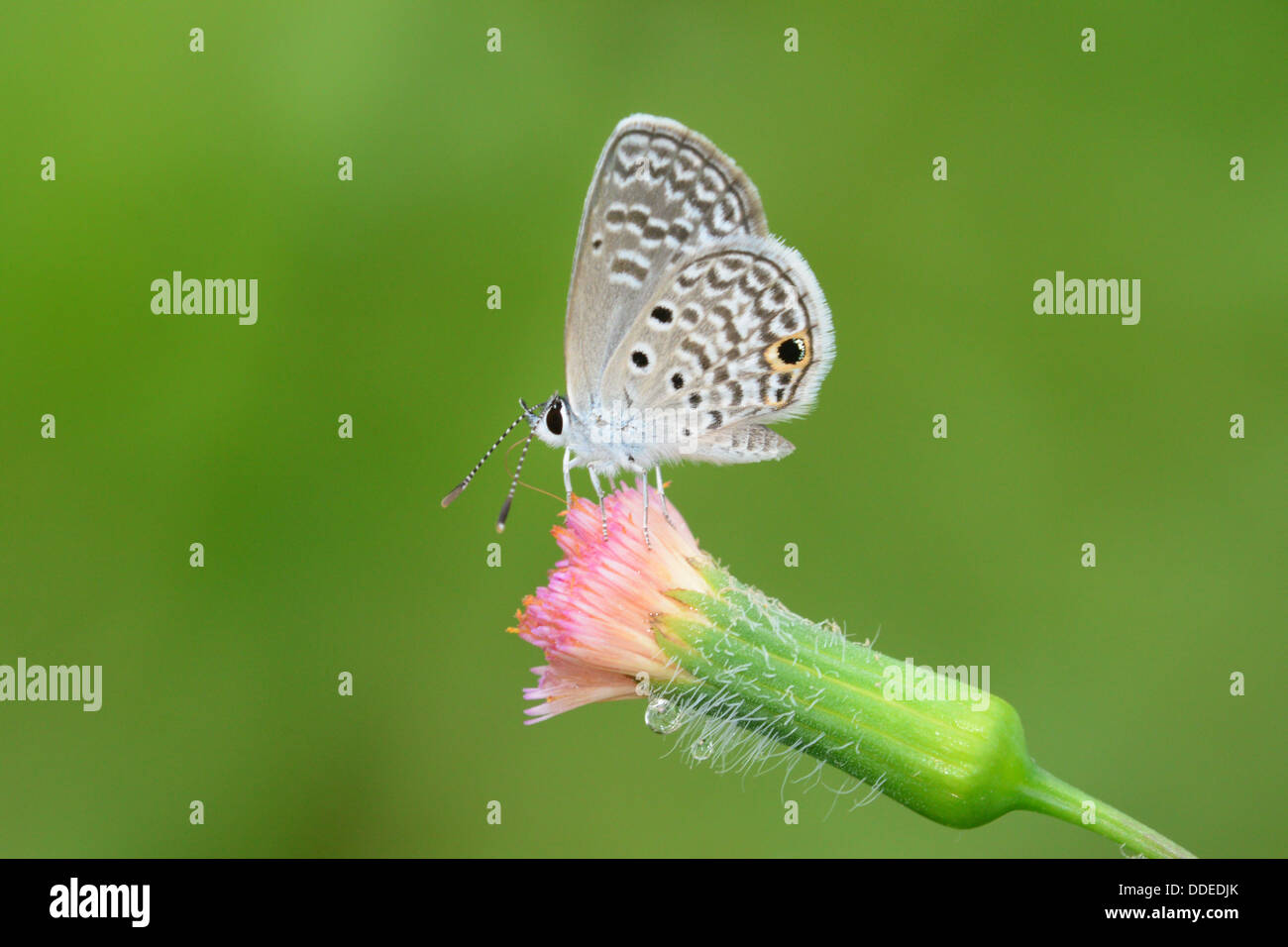 Schöne und kleine Ceraunus blau Schmetterling auf einer wilden Blume Stockfoto