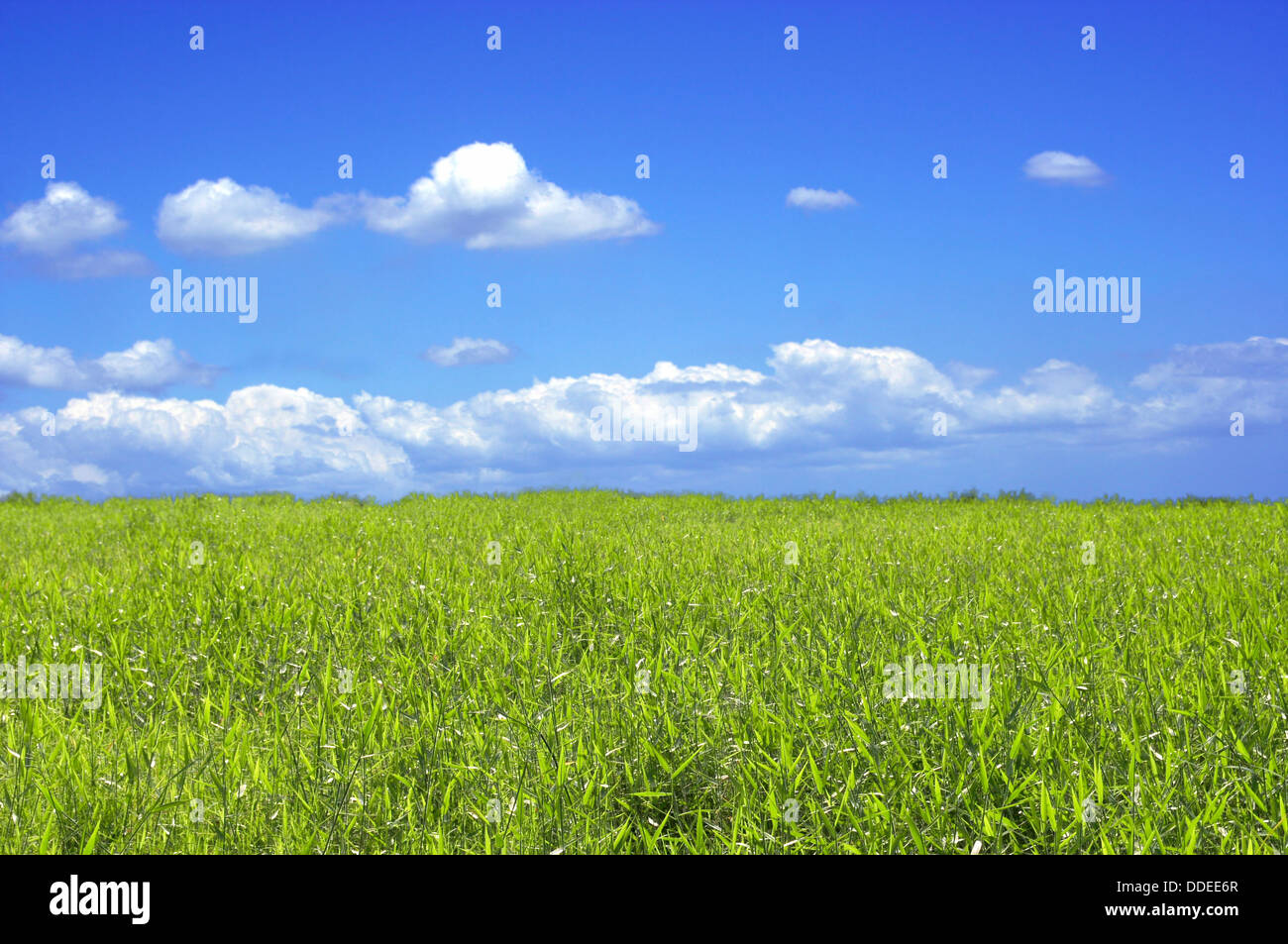 Blauer Himmel und grünen Wiese Stockfoto