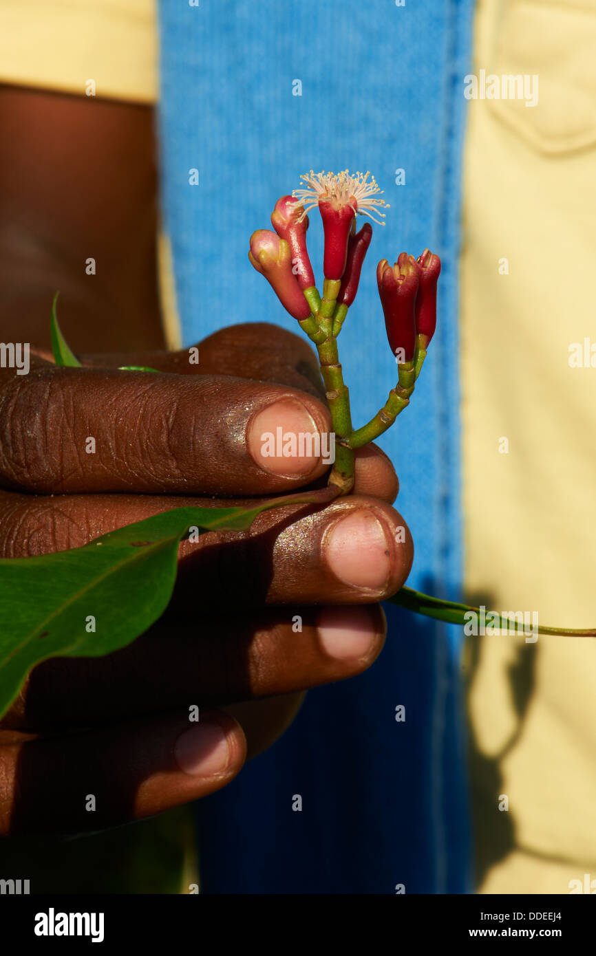 Tansania, Zanzibar island, Unguja, Gewürzgarten, Nelke Blumen Stockfoto