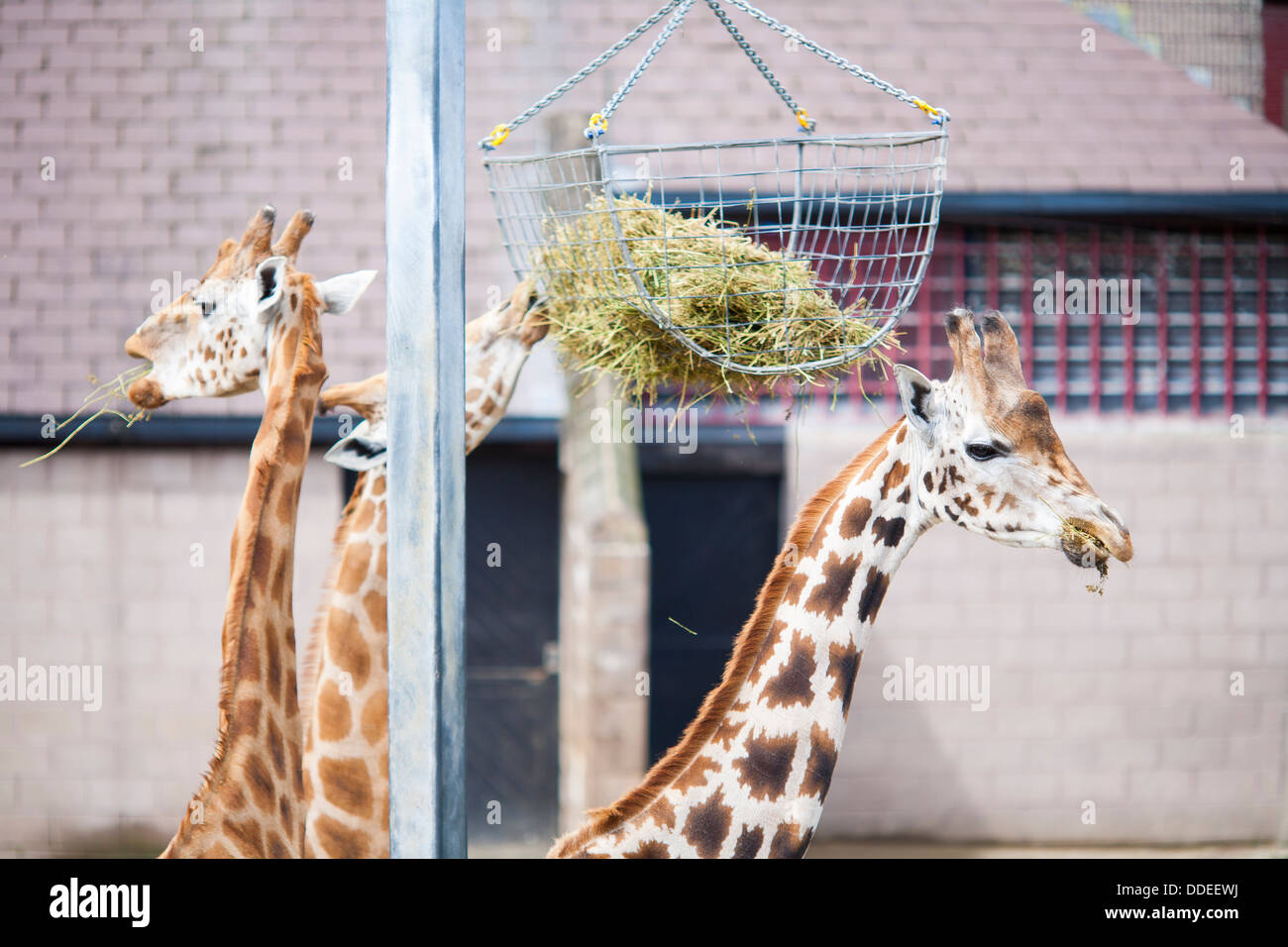 Giraffen füttern aus einem hängenden Korb Belfast Zoological Gardens in Nordirland Stockfoto