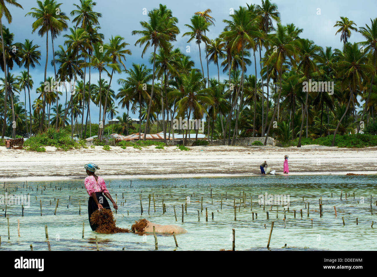 Tansania, Zanzibar Insel Unguja, Alge Ernte eines Unterwasser Farmen, Jambiani Stockfoto