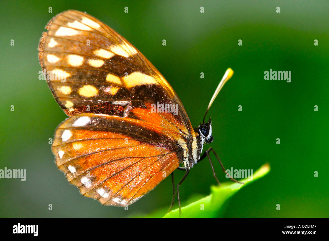 Wunderschöner Tiger nachahmen Schmetterling auf einem Blatt Stockfoto