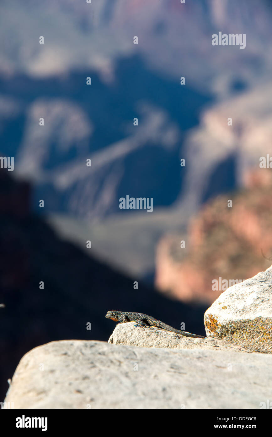 Eidechse im Grand Canyon Stockfoto