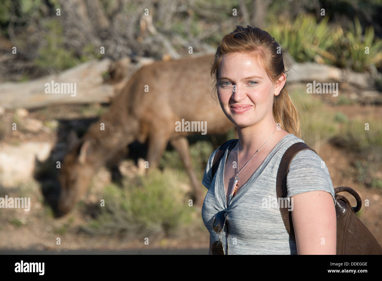 Elch und Reisender Stockfoto