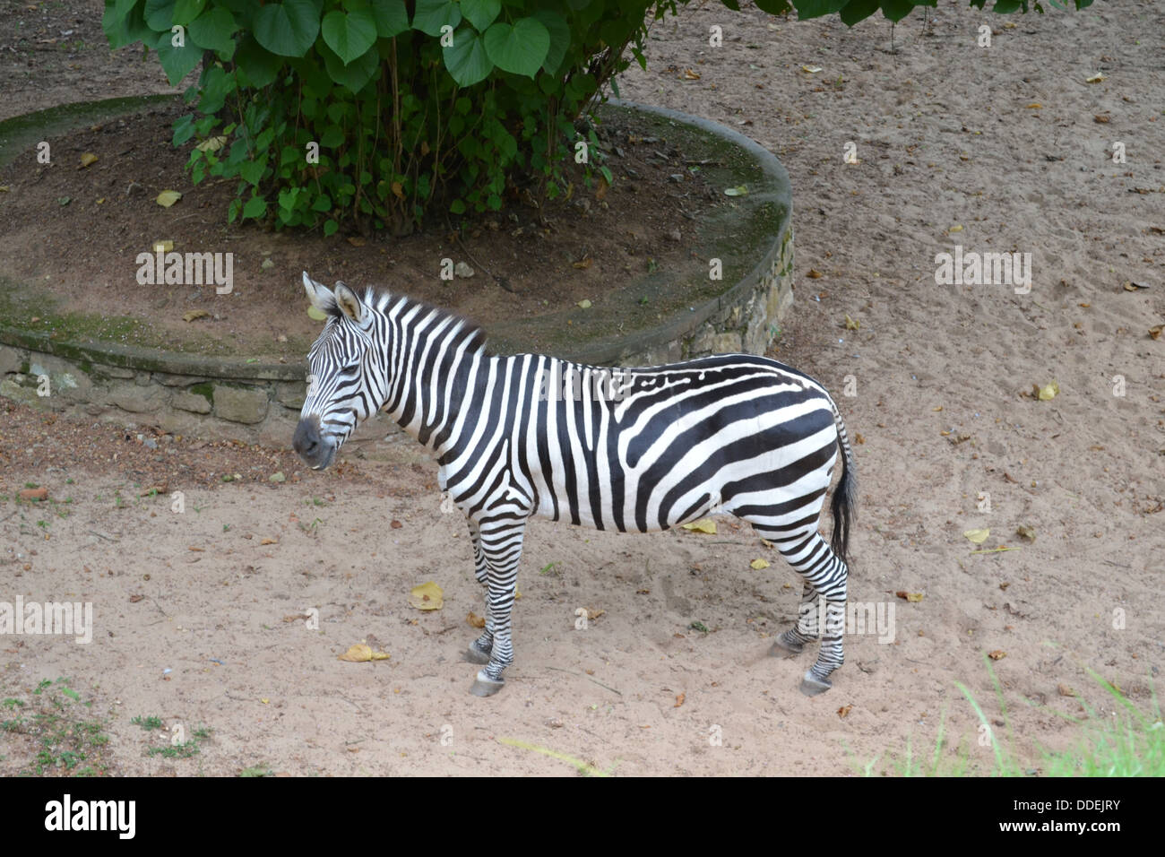 einzelne Zootier Zebra Stockfoto