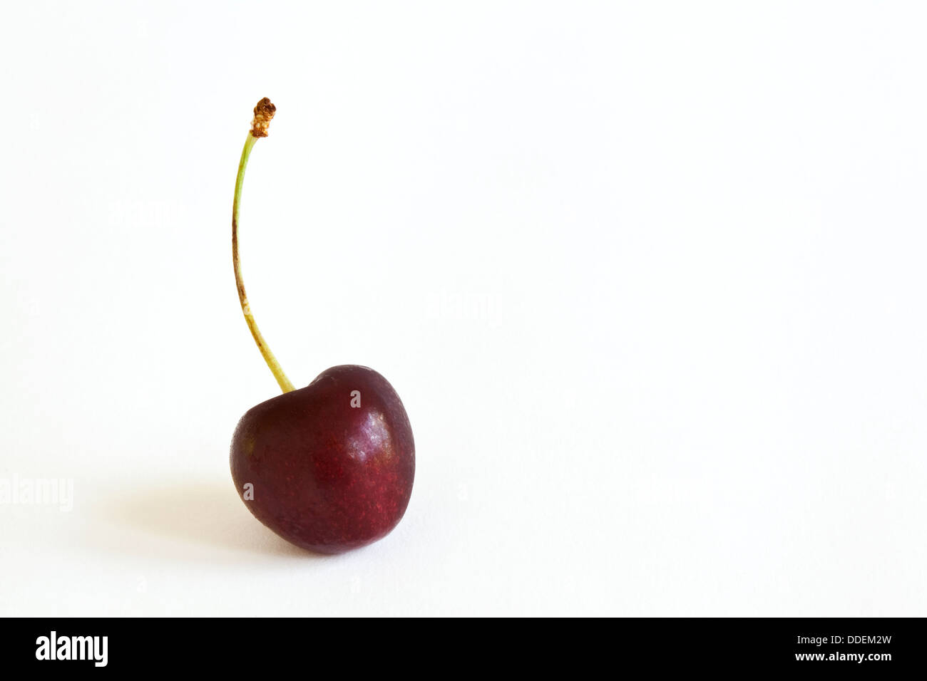 Eine einzige Kirsche Frucht mit einem Stiel vor einem weißen Hintergrund Stockfoto