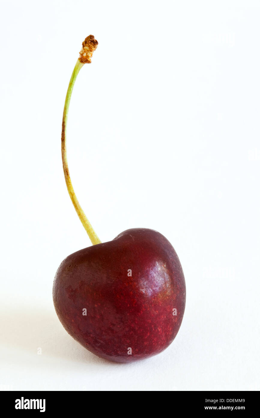 Eine einzige Kirsche Frucht mit einem Stiel vor einem weißen Hintergrund Stockfoto
