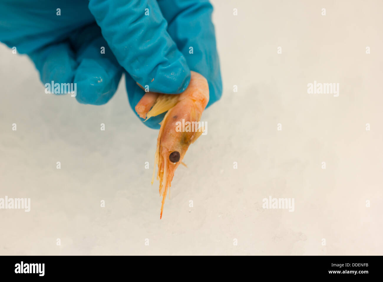 Ein Bild der Garnele aus dem Eis, das es gespeichert ist, von einer Person mit Gummihandschuhen, abgeholt. Querformat Stockfoto