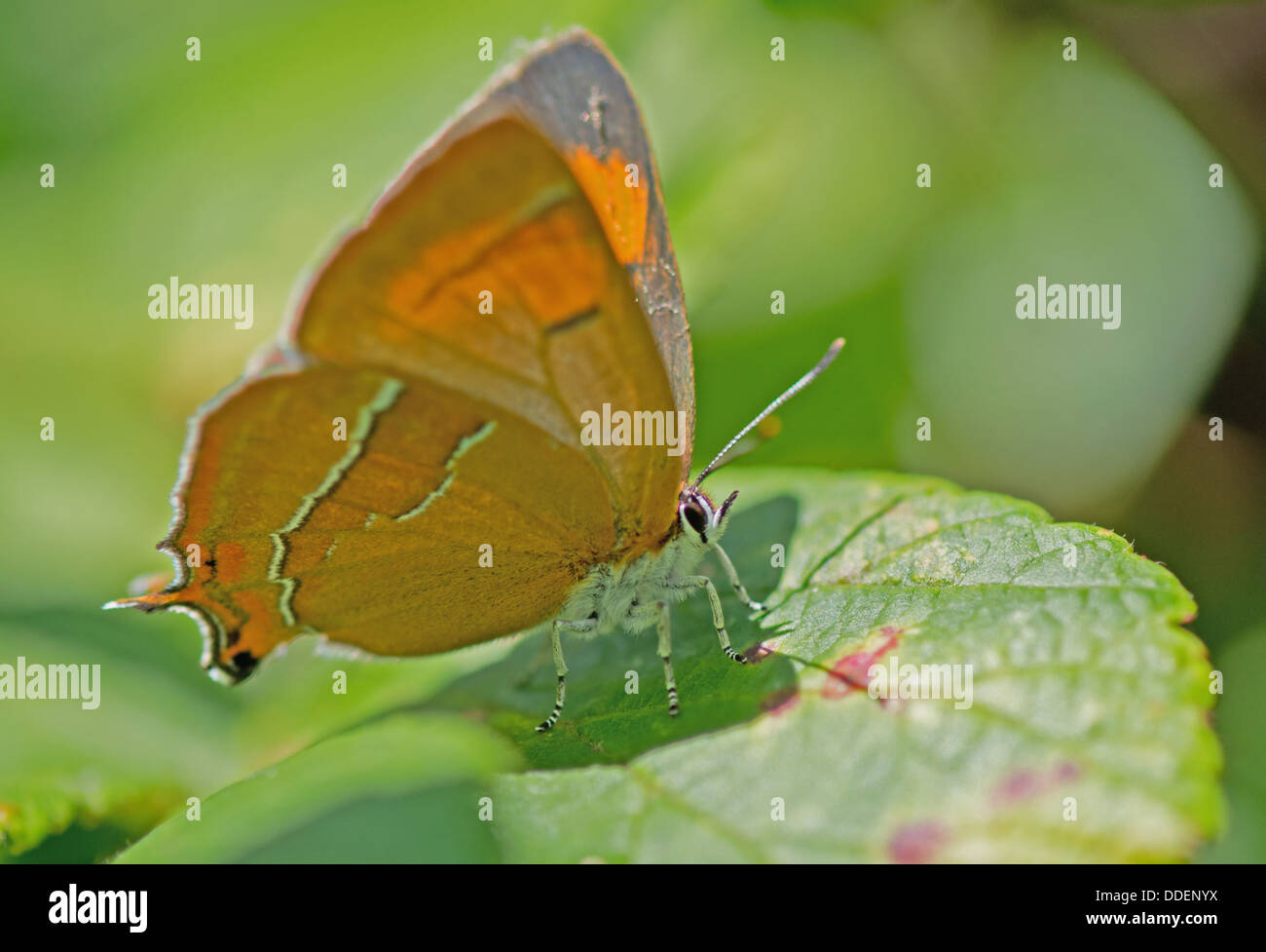 Braun Zipfelfalter-Thekla Betulae (weiblich) Schmetterling. UK Stockfoto