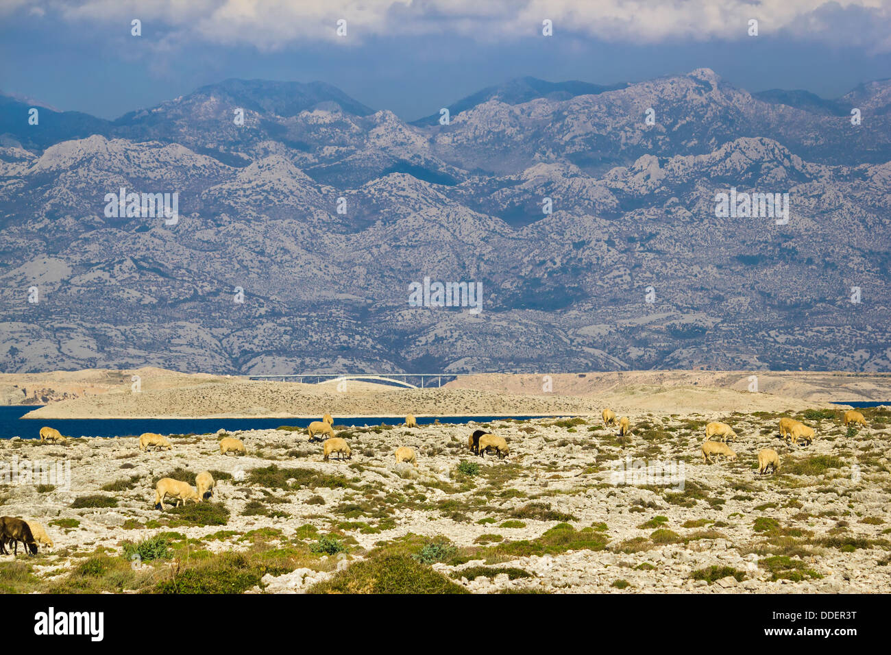 Stein Wüste unter Velebit-Gebirge, Insel Pag, Kroatien Stockfoto