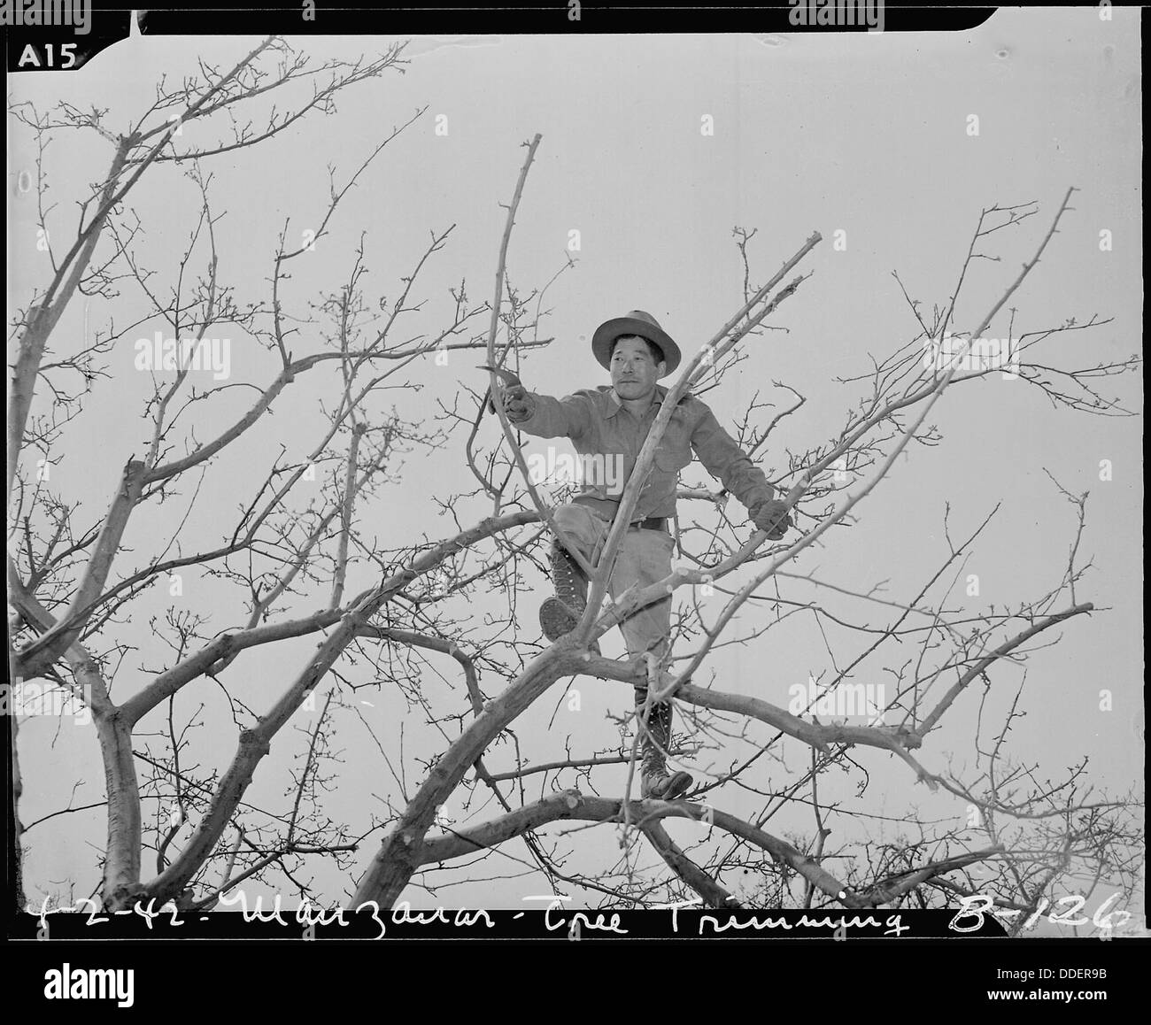 Manzanar Relocation Center, Manzanar, Kalifornien. Beschneiden Bäume an diesem Krieg Relocatin Behörde Cen... 536874 Stockfoto