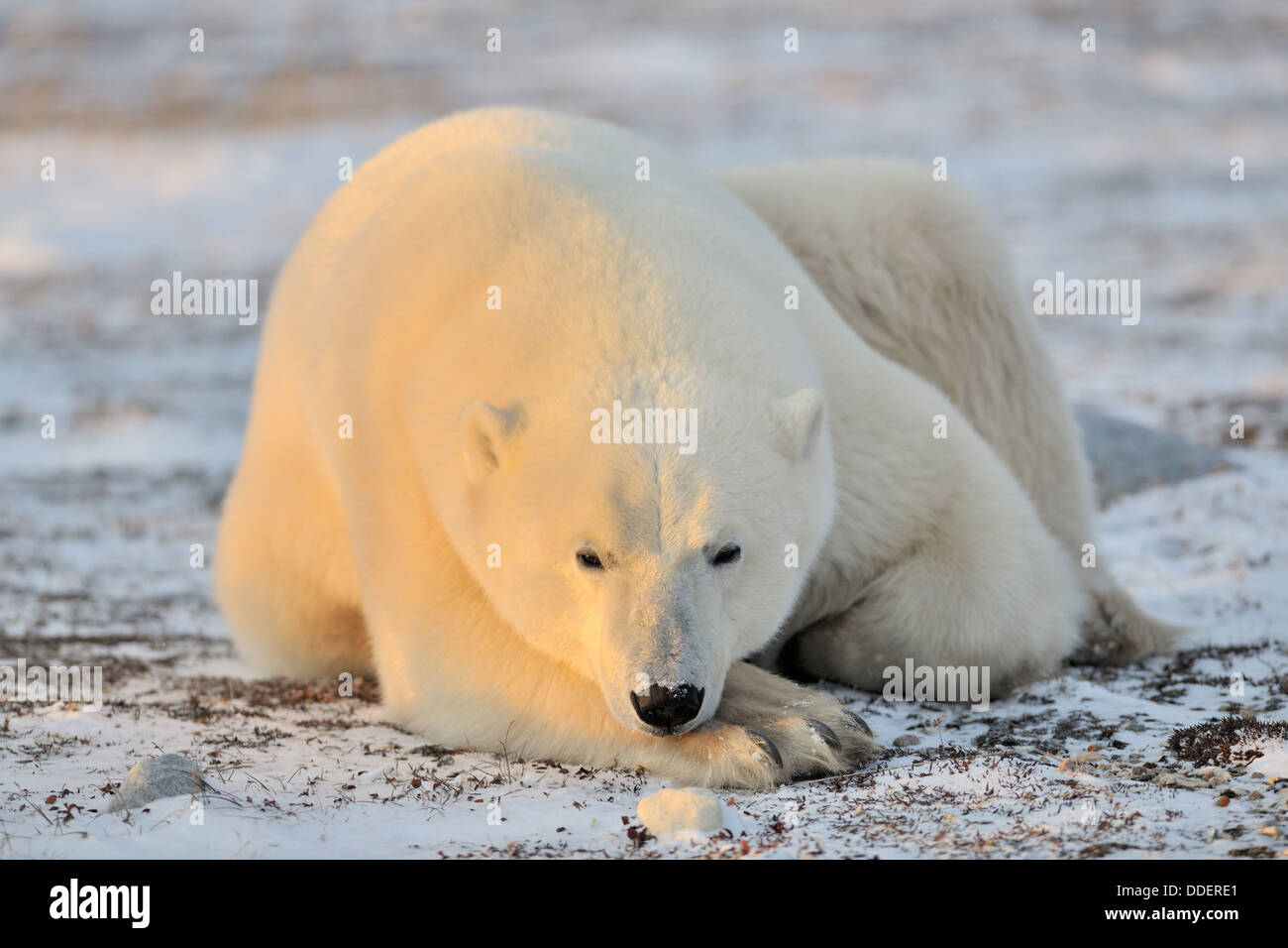 Eisbär (Ursus Maritimus) liegen bei gefrorenen Tundra, Blick in die Kamera, Churchill, Manitoba, Kanada. Stockfoto