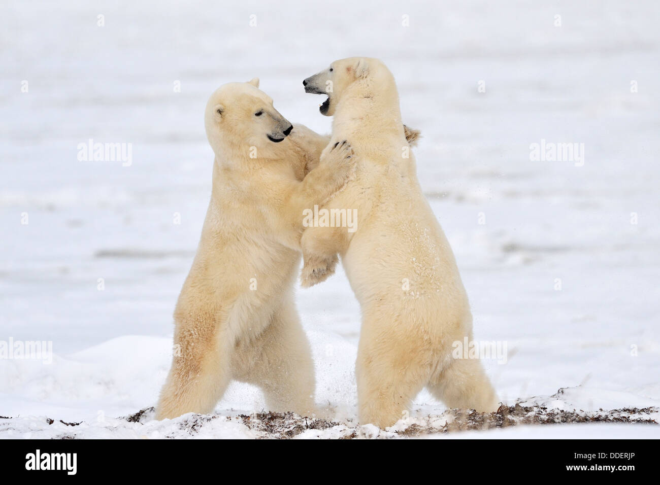 Zwei Eisbären (Ursus Maritimus) aufstehen und spielen kämpfen, Churchill, Hudson Bay, Manitoba, Kanada. Stockfoto