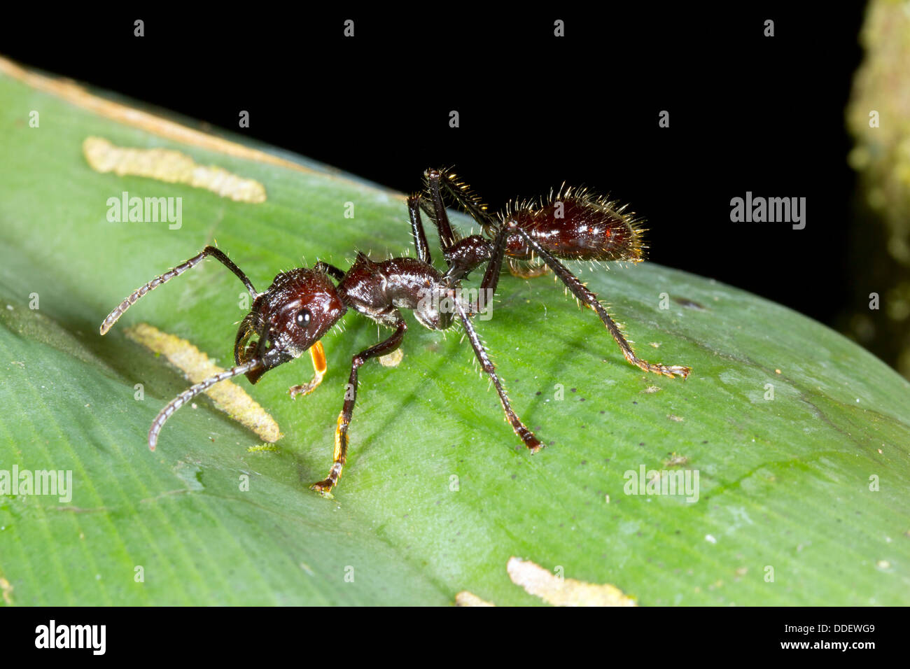 Bullet Ant oder Conga Ameise (Paraponeragroße Clavata), eine der größten Ameisen. Hat einen sehr schmerzhaften Stich. Stockfoto