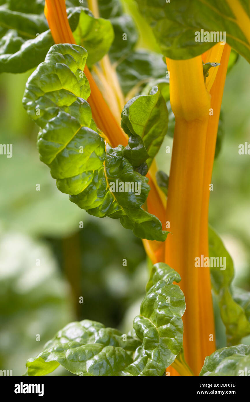 Beta Vulgaris. Mangold in einem Gemüsegarten wächst. Stockfoto