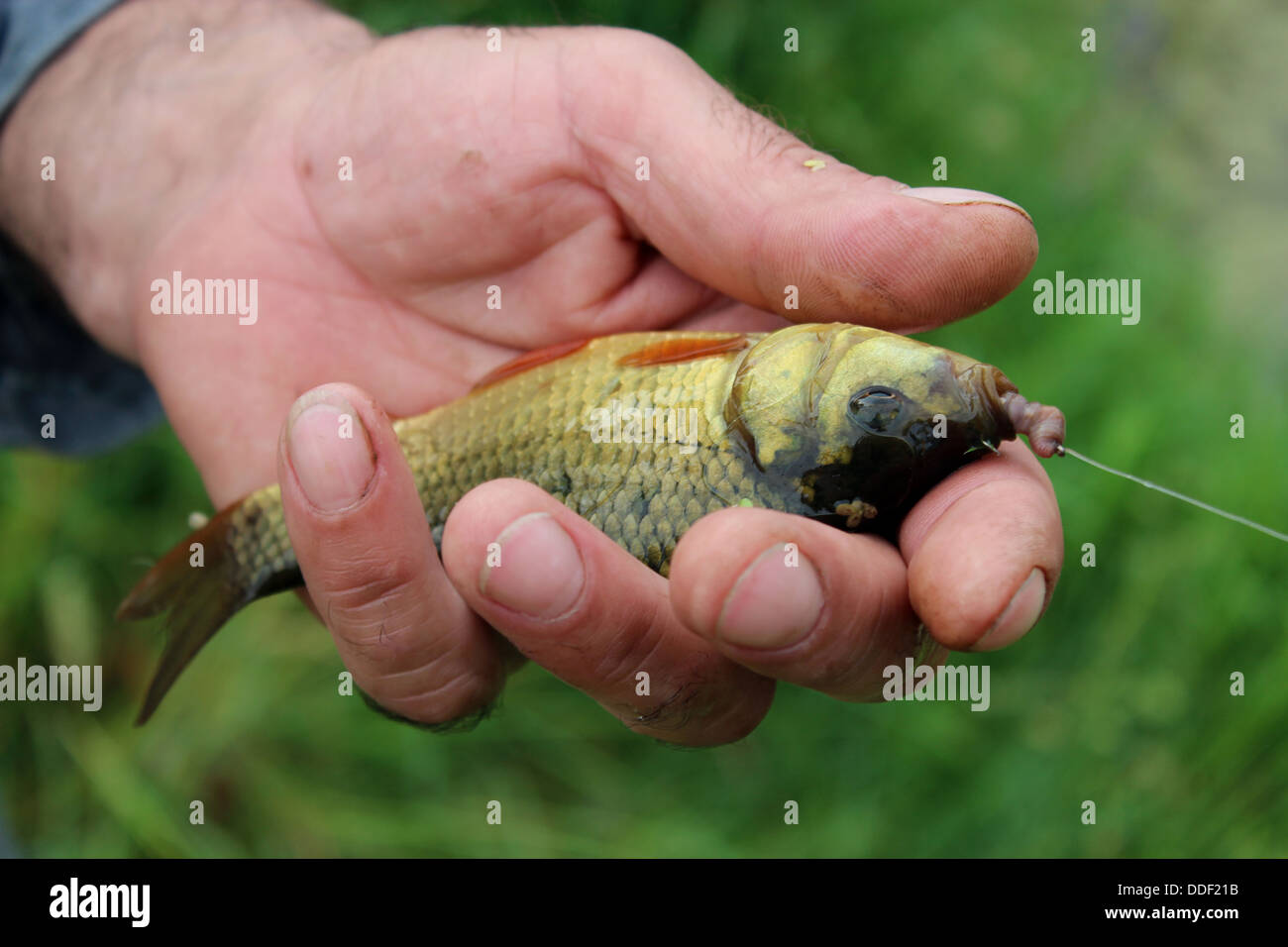 Bild von gefangen große Karausche in der hand Stockfoto