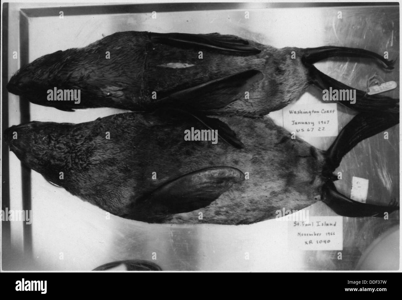 Zwei tote Robben, einer aus Alaska und der andere von der Küste Washingtons, die Umweltprobleme im Zusammenhang mit der Sterblichkeit von Meerestieren hervorheben. Stockfoto