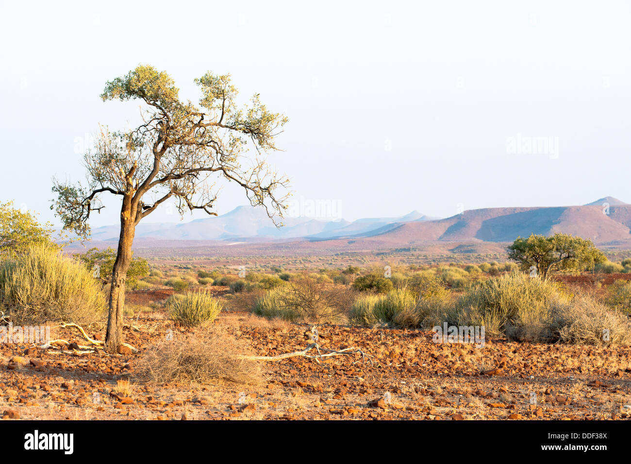 Ein einzelner Baum steht in einer trockenen, offenen Landschaft in der Kunene Region, Namibia Stockfoto