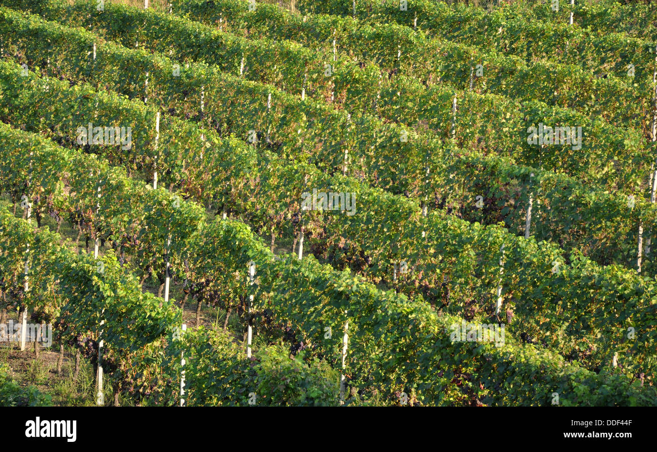 Reife Trauben auf Weinreben bereit für die Ernte in der Region Piemont (Piemonte) in Norditalien. Stockfoto